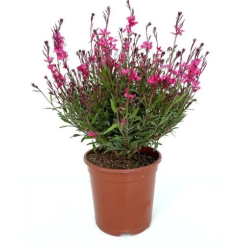 Gaura