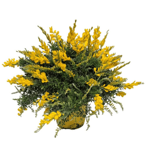 Genista x spachiana