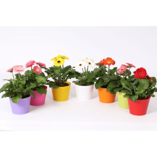 Gerbera