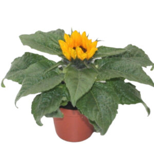 Girasol