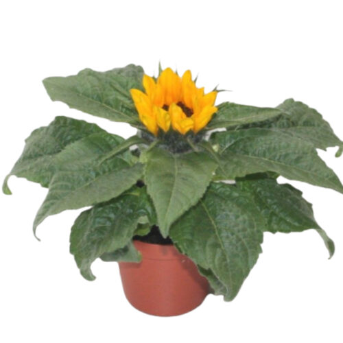 Girasol