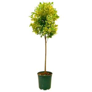 Ficus giulia copa