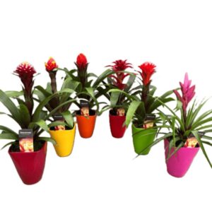 Guzmania