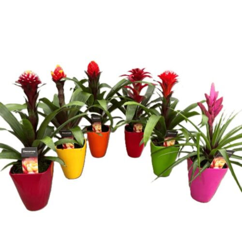 Guzmania