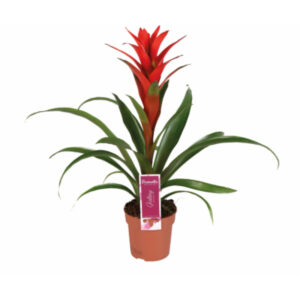 Guzmania