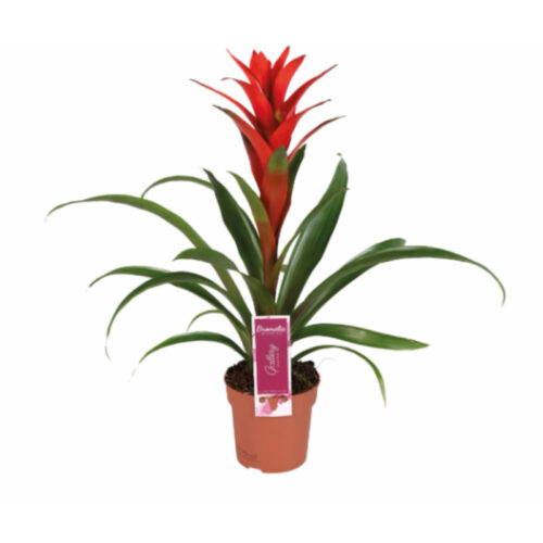 Guzmania