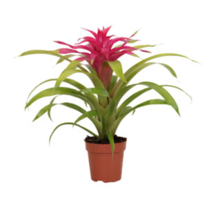 Guzmania