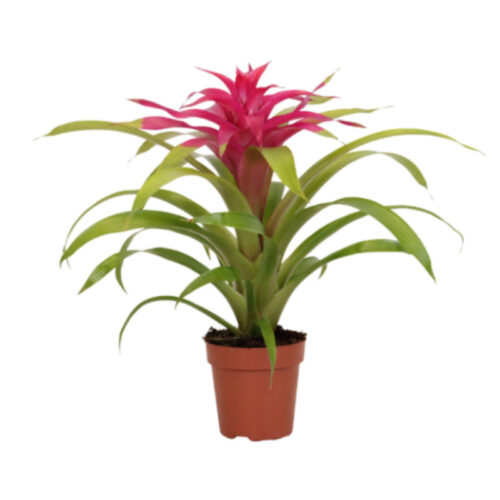 Guzmania