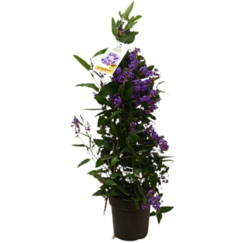 Hardenbergia