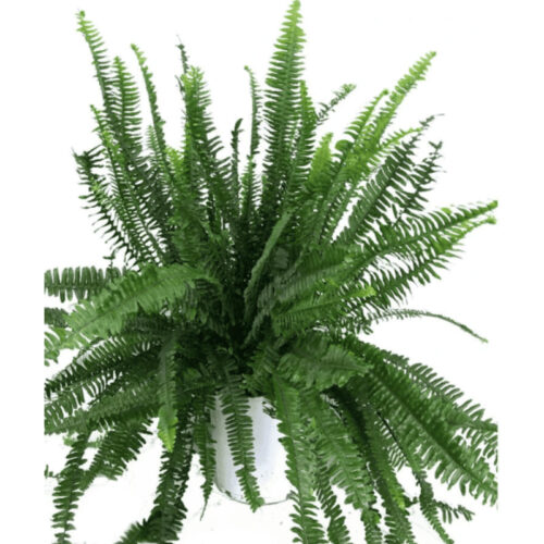 Helecho cordata