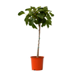 Ficus carica (higera)