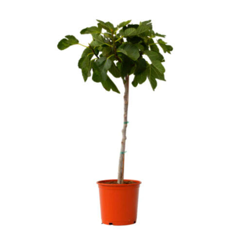 Ficus carica (higera)