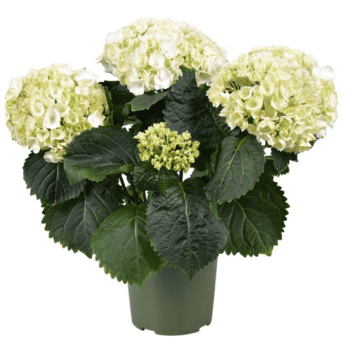 Hortensia