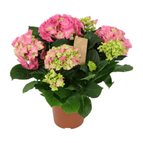 Hortensia