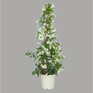Trachelospermum jasminoides