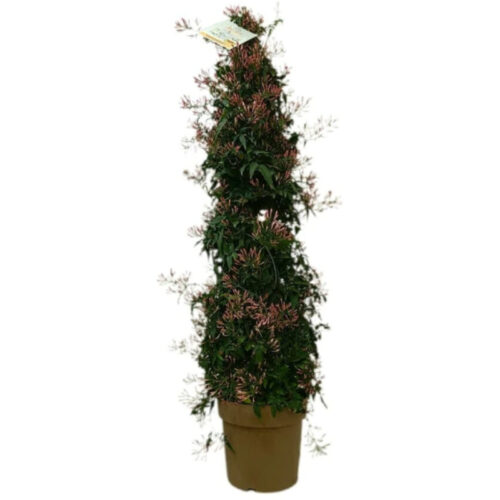 jazmín polyanthum