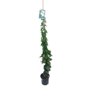 Jasminum sambac