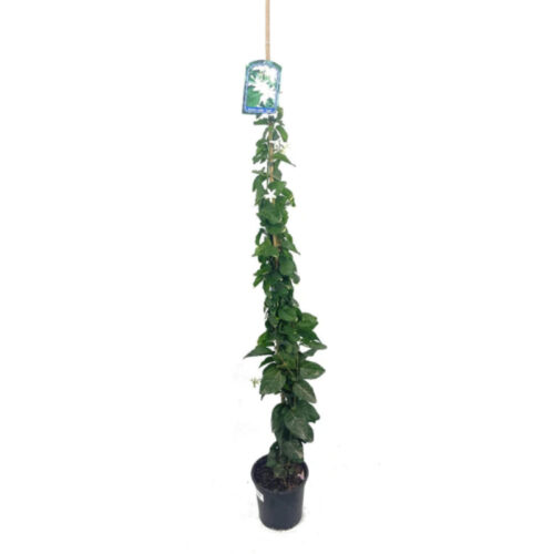 Jasminum sambac