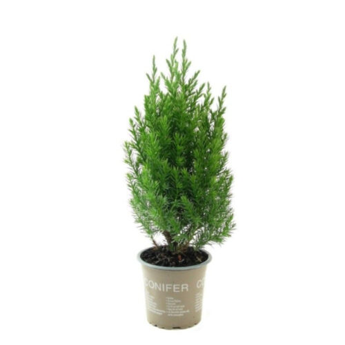 Juniperus chinensis