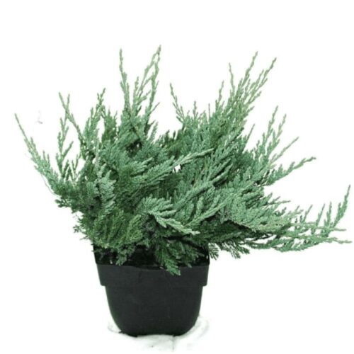 Juniperus horizontalis