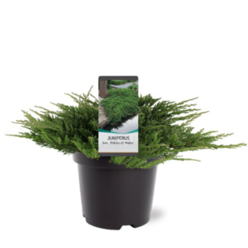 Juniperus horizontalis 'Prince of Wales'
