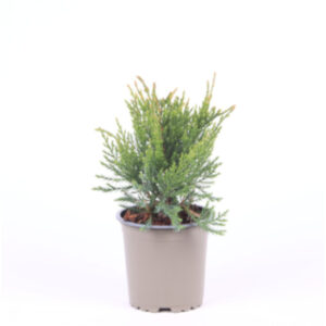 Juniperus media Mint Julep
