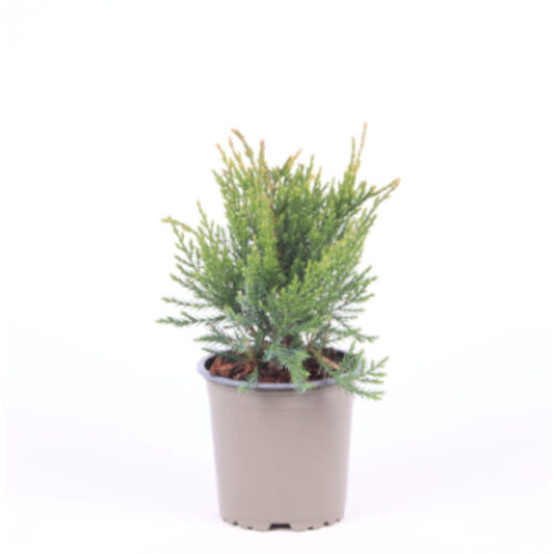 Juniperus media Mint Julep