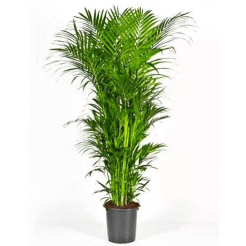 Kentia