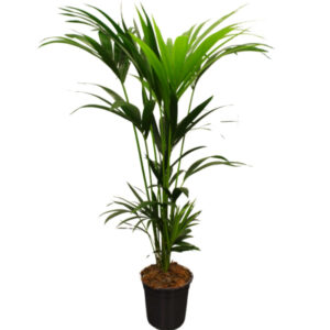 Kentia