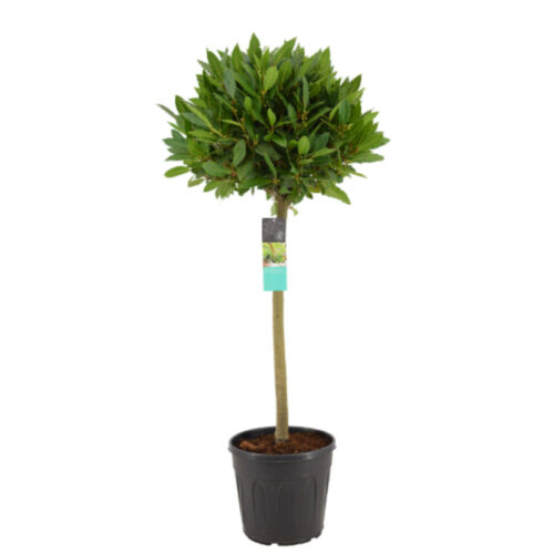 Laurel Copa