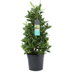 Laurel