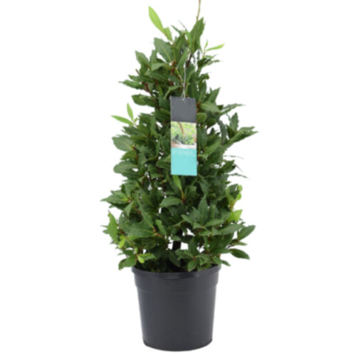 Laurel
