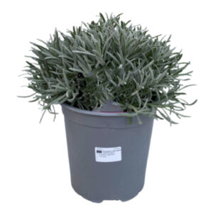Lavanda angustifolia