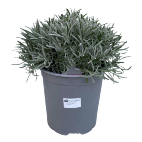 Lavanda angustifolia