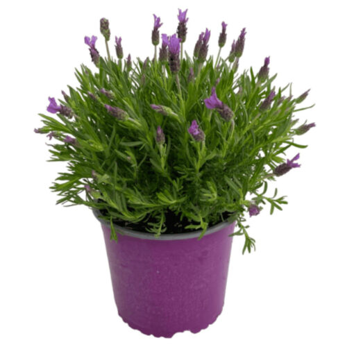Lavanda Stoechas