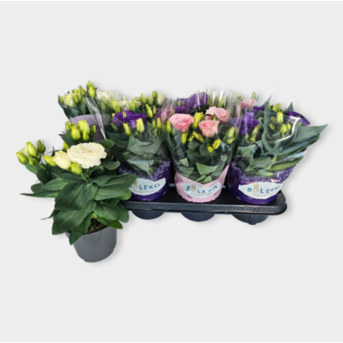 Lisianthus