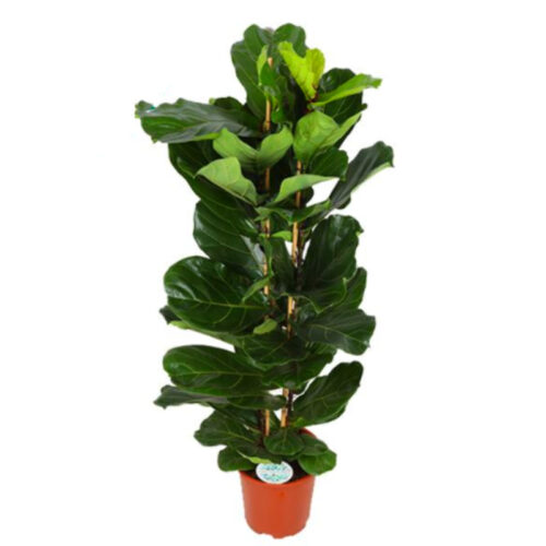 Ficus lyrata