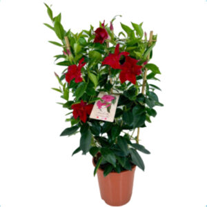 Dipladenia