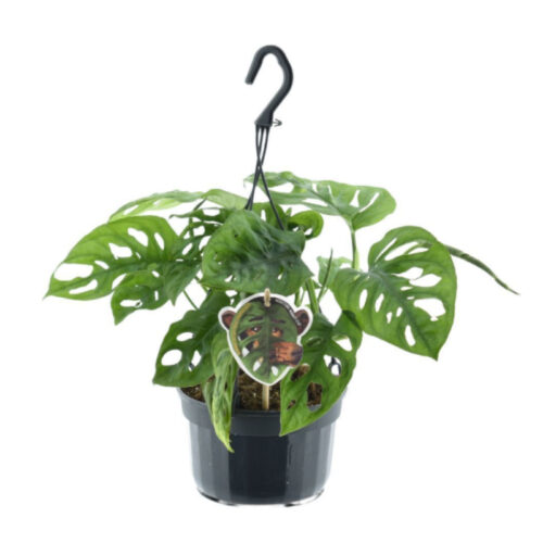 Monstera andrasonii