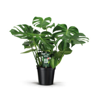 Monstera deliciosa