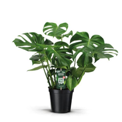 Monstera deliciosa