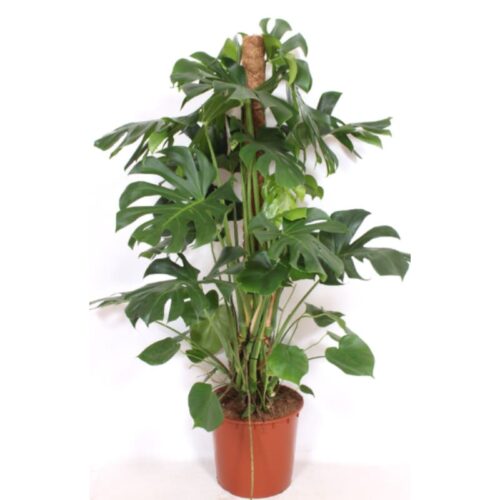 Monstera deliciosa