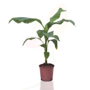 Musa basjoo