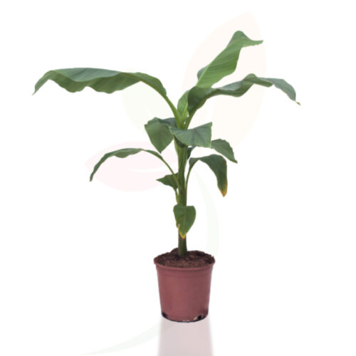 Musa basjoo