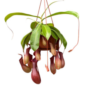Nepenthes
