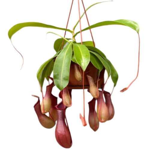 Nepenthes