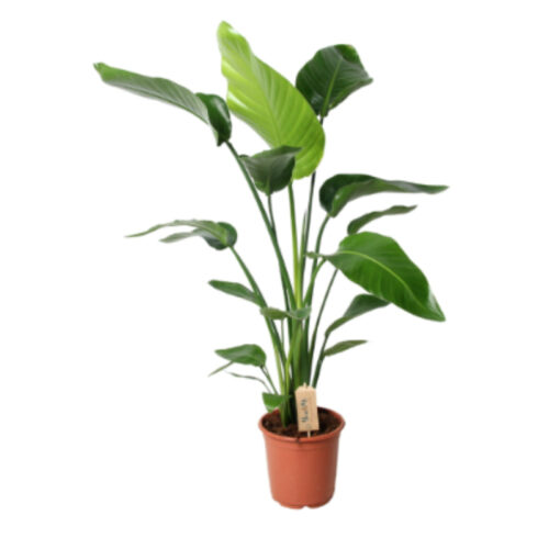 Strelitzia nicolai