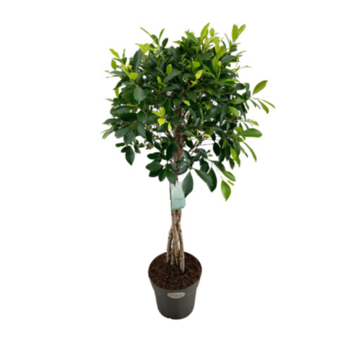 Ficus nitida copa