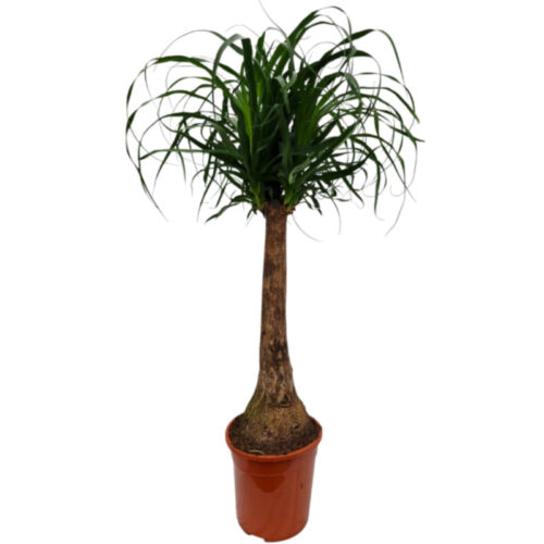 Nolina beaucarnea
