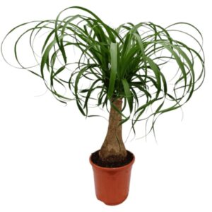 Nolina beaucarnea